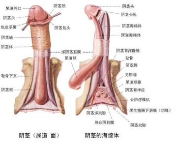 龟头出现红斑是怎么回事